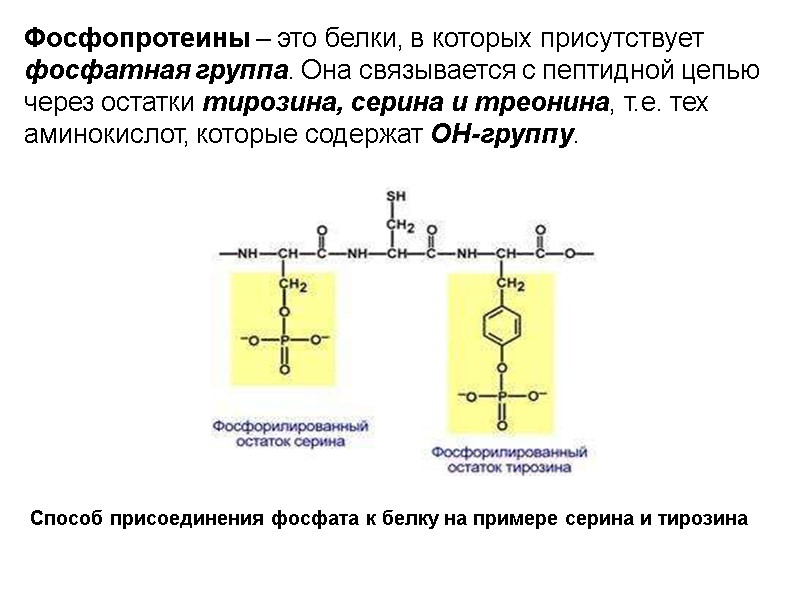 Фосфопротеины – это белки, в которых присутствует фосфатная группа. Она связывается с пептидной цепью